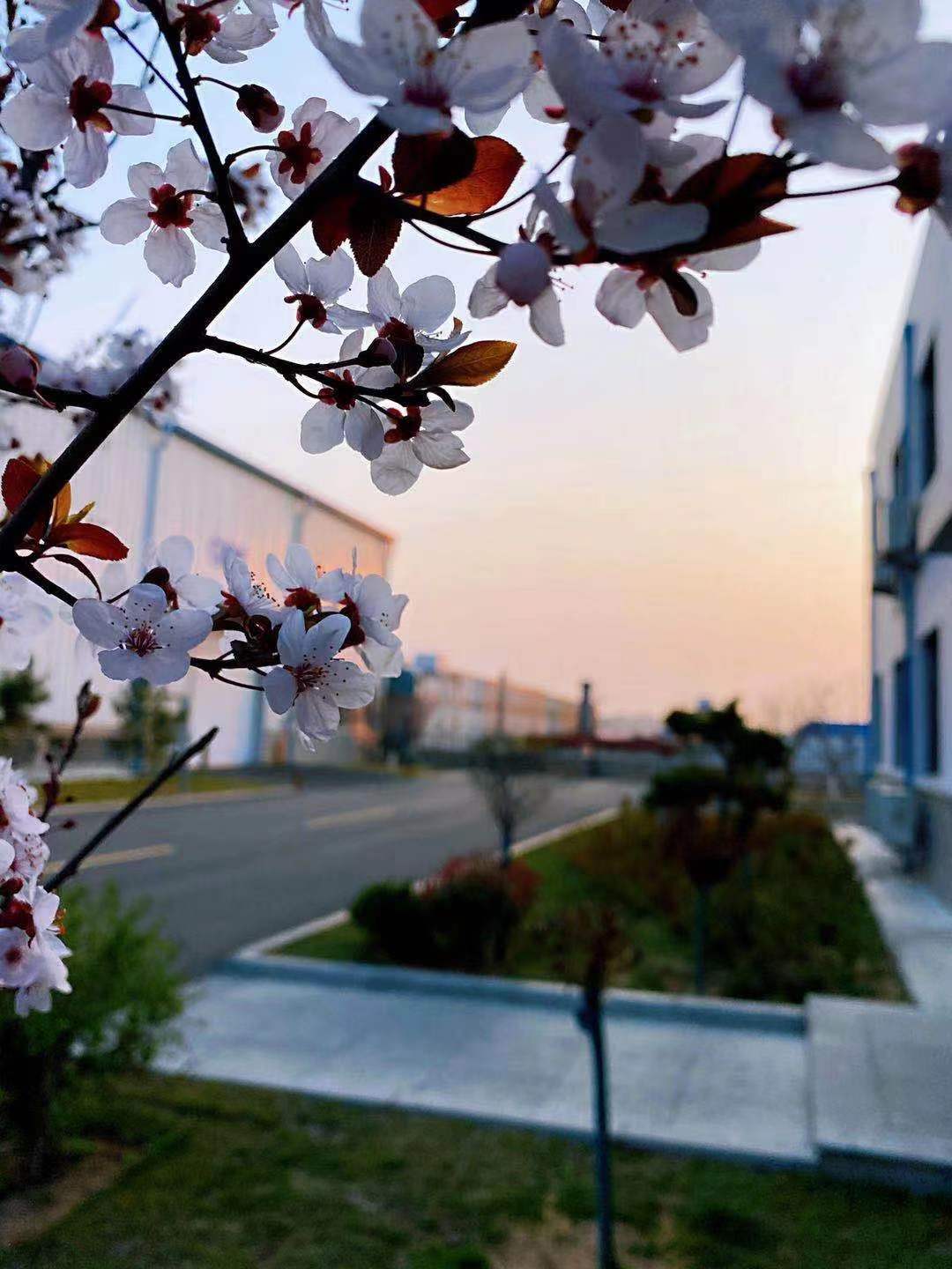  ŵ88վH677 ױ ƻ̫ҫ۵ĹߣΪƵͶһĨɫ봺֦ͷµĻ佻ӦγȻһ̡νڻƻ衣.jpg